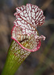 Focus Stacked Image of a Crimson Pitcher Plant