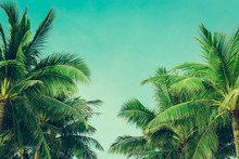 Coconut Palm Trees Tropical Background, Vintage