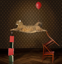 The Cat Acrobat Is Performing A Circus Act.