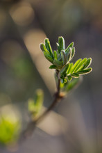 Blossoming Green Buds On Branches At Spring Time