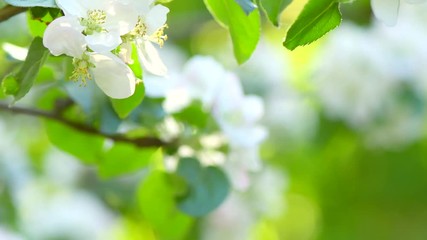 Fotomurales - Apple spring blossom closeup. Beautiful nature scene with blooming organic apple tree