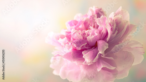 Pink peony Canvas Print