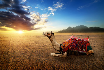 Wall Mural - Camel in the desert