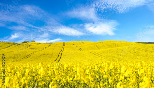 Zdjęcie XXL Panorama kwitnienia pole, żółty gwałt
