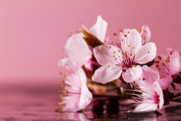 Spa Nature Concept. Closeup of beautiful PInk Purple Flowers on Water with place for text.