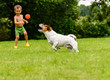Small child boy playing with dog toss, catch and fetch game