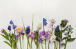 Meadow's flowers herbarium