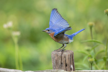 Eastern Bluebird (Sialia Sialis) Male Wing-waving In Flower Garden, Marion County, IL