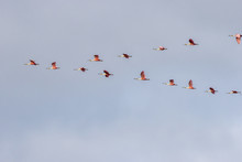 USA, Louisiana. Roseate Spoonbill Flock In Flight. Credit As: Cathy & Gordon Illg / Jaynes Gallery / DanitaDelimont.com
