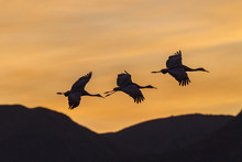 USA, New Mexico, Bosque Del Apache National Wildlife Refuge. Sandhill Cranes Flying At Sunset. Credit As: Cathy & Gordon Illg / Jaynes Gallery / DanitaDelimont.com