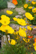 Yellow papaver or poppy alpine flowers with green