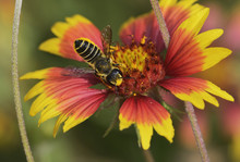 Leafcutter Bee, Solitary Bees (Megachile Sp.), Adult Feeding On Indian Blanket, Fire Wheel (Gaillardia Pulchella), Texas, USA