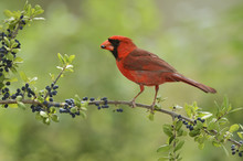 Northern Cardinal (Cardinalis Cardinalis), Adult Male Eating Elbow Bush (Forestiera Pubescens) Berries, Hill Country, Texas, USA