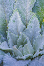 USA, Utah, Wasatch Mountains. Close-up Of Mullein Leaves. Credit As: Don Paulson / Jaynes Gallery / DanitaDelimont.com (Large Format Sizes Available)