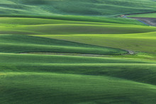 Elevated View Of Undulating Wheat Crop, Palouse Region Of Eastern Washington State.