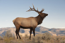Usa, Wyoming, Yellowstone National Park. Bull Elk Near Mammoth.