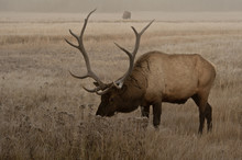 Usa, Wyoming, Yellowstone National Park. Bull Elk Grazing In A Frosty Field On An Autumn Morning.