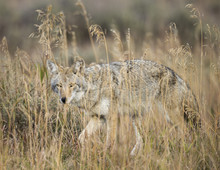 Mountain Coyote, Canis Latrans Lestes, Grand Teton National Park, Wyoming, Wild