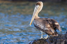 Ecuador, Galapagos Islands, Santa Cruz, Isla Eden, Brown Pelican (Pelecanus Occidentalis Urinator) Portrait.