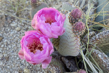 Usa, California, Joshua Tree National Park. Prickly Pear Cactus Bloom.