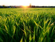 The sun is setting over a field with long green grass