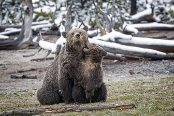 Wall Mural - cub playing with mother grizzly bear