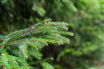 Poster - Fir tree branches, closeup