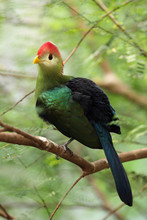 The Red-crested Turaco (Tauraco Erythrolophus)on The Branch In The Bush