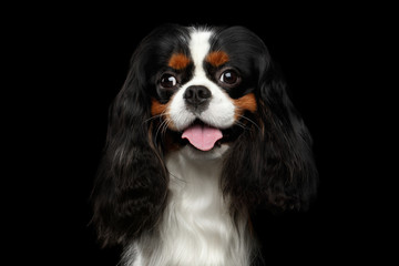 Wall Mural - Portrait of Cavalier King Charles Spaniel Dog on Isolated Black Background