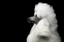 Portrait Of White Royal Poodle Dog With Hairstyle Looking At Side Isolated On Black Background, Profile View