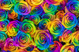 Fototapeta Tęcza - Fresh beautiful vibrant multicolor roses flowers for floral background. Rainbow colored unique and special roses. Top view, close up