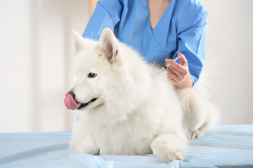 Veterinarian giving injection to dog on light background