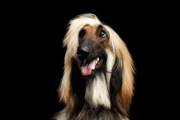 Wall Mural - Close-up Headshot of Afghan Hound fawn Dog Happy looking up with grooming hairstyle on isolated Black Background, front view