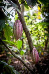 Cacao Tree (Theobroma cacao). Organic cocoa fruit pods in nature.