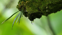 Macro Water Drop Dripping Off A Mossy Tree With Copy Space. Nature Background. Freshness Backdrop. Ecology Concept. Water Drops.