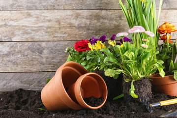 Wall Mural - Composition with flowers and gardening tools on wooden background