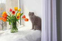 Cute Cat With Flowers On Window Sill