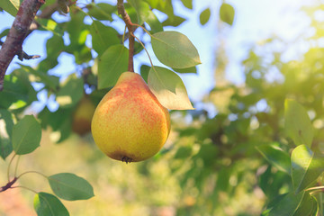 Pear hanging in an orchard tree.