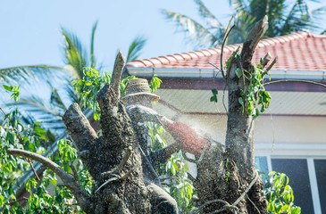 Wall Mural - man uses chainsaw cut the tree