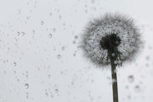 Dandelion Seeds On Rain Drop