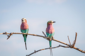 two lilac-breasted rollers sitting on a branch.