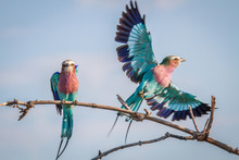 Two Lilac-breasted Rollers In Chobe.