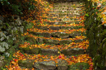 Poster - Autumn maple leaves on the step