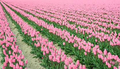 Wall Mural - Diagonally converging rows of pink flowering tulip bulbs