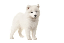 Cute White Samoyed Puppy Seen From The Side Isolated On A White Background