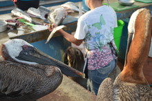 Pelicans At Puerto Ayora Fish Market, On Isla Santa Cruz, Galapagos Islands.