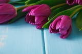 Fototapeta Tulipany - Flowers background, Violet tulips on blue wood, copy space
