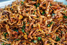 fried insects,fried ,insects.