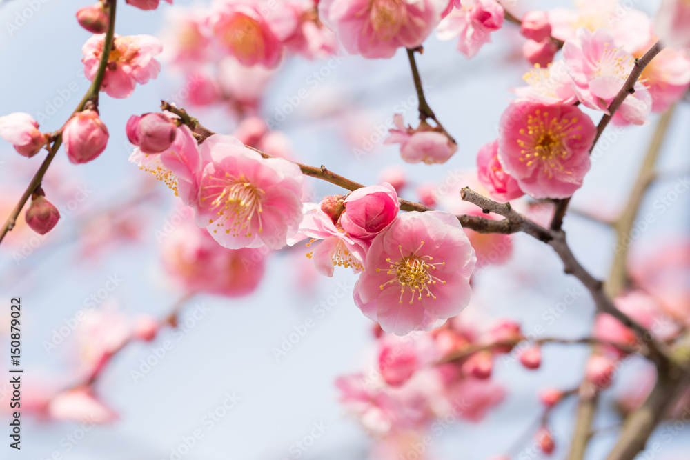 梅の花 Stock Photo | Adobe Stock