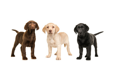 Wall Mural - Three standing labrador puppy dogs in the official colors, brown, black, blond isolated on a white background